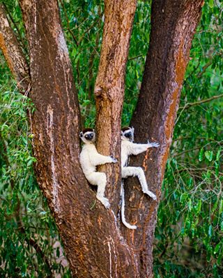 Photo by @FransLanting The elegant sifaka, a mild-mannered leaf-eater who inhabits arid forests in southern Madagascar, has spindly limbs evolved for an arboreal existence. But it has trouble sitting upright without back support. Against the intense heat of a summer day, these two sifakas have found the best remedy is to laze away the hot hours wedged in the forks of a huge tamarind tree. Follow me @FransLanting for more images from Madagascar.@natgeotravel @natgeocreative @thephotosociety #Madagascar #Africa #Lemur #Sifaka #Primate #nature