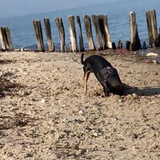 Ich bin fleißig am buddeln und finde den Schatz einfach nicht...? ok ein paar steinchen hab ich ergattert ??#zwergpinscher #pinscher #pinschermini #pinscherworld #hundefreunde #hundeleben #hundeliebe #petstagram #dogstagram #glücklicherhund #mydog #minipin #cute #instagood #instadog #outdoordog #beachwalk #outdoor #adventuredog #spazierenmithund #naturedog #strand #ocean #traveldog #followme #grateful #cute #puppy #hunddestagesde