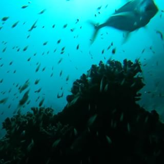 Video by @bertiegregory. A trevally shatters the peace on a coral reef in the Red Sea at last light. Watching this frame by frame, I am pretty sure this predatory fish's hunt was unsuccessful. The anthias and other reef fish made the very sensible decision of feeding in the water close to the safety of the coral so could quickly take cover. I had absolutely no idea the trevally was coming, I just happened to be pointing the camera in the right direction. I'm always grateful when wildlife cooperates as most of the time it has other plans! Follow @bertiegregory for more wildlife adventures.