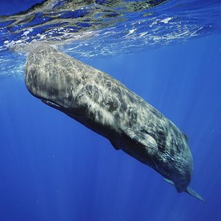 Photo by @BrianSkerry. A Sperm Whale rests just below the surface in the waters off the Azores in the North Atlantic. The largest of all “toothed whales,” the Sperm Whale was once believed to be a monster, but is actually an elusive and gentle animal. Sperm whales have the largest brains in the animal kingdom, but much of their complex lives remains a mystery, with researchers continually challenged in understanding these creatures. To see more underwater photography, follow me - @BrianSkerry - on Instagram!Shot on assignment for @NatGeo Magazine. #spermwhale #whale #azores #north #atlantic #monster #underwater #photography #nat #geo #nationalgeographic #natgeo #research #whales #photooftheday #instagood #wanderlust #travelphoto #traveller #followme #follow`