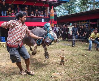 Photo by @brianlehmannphotography - A water #buffalo is sacrificed to honor the #dead. To see another photo from this rare #Indonesian #death #culture follow @brianlehmannphotography.